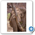 Elefant