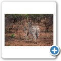 Zebra mit Rotschnabel-Madenhacker