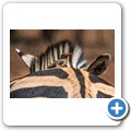 Zebra mit Rotschnabel-Madenhacker