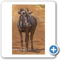 Gnu