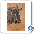 Gnu