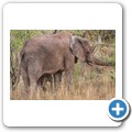 Elefant