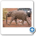 Elefant