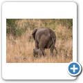 Elefant