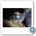 Nachtsafari - Lederschildkr&ouml;te bei der Eiablage