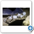Nachtsafari - Lederschildkr&ouml;te bei der Eiablage