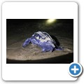 Nachtsafari - Lederschildkr&ouml;te bei der Eiablage