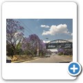 Johannesburg - bl&uuml;hende Jacarandab&auml;ume