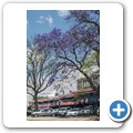 Johannesburg - bl&uuml;hende Jacarandab&auml;ume