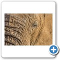 Elefant
