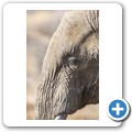 Elefant