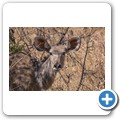 Kudu