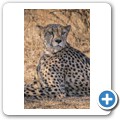 Gepard