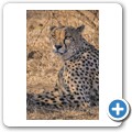 Gepard