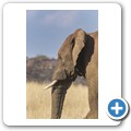 Elefant