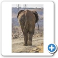 Elefant