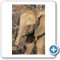 Elefant