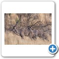 Kudu