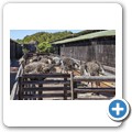 Cape Point Ostrich Farm