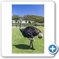 Cape Point Ostrich Farm