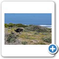 Cape Point NP - Strau&szlig;