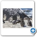 Simon's Town - Boulders Beach - Pinguin Kolonie