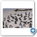 Simon's Town - Boulders Beach - Pinguin Kolonie