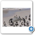 Simon's Town - Boulders Beach - Pinguin Kolonie