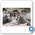 Simon's Town - Boulders Beach - Pinguin Kolonie