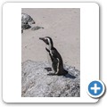Simon's Town - Boulders Beach - Pinguin Kolonie