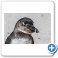 Simon's Town - Boulders Beach - Pinguin Kolonie