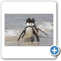 Simon's Town - Boulders Beach - Pinguin Kolonie