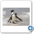 Simon's Town - Boulders Beach - Pinguin Kolonie
