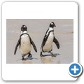Simon's Town - Boulders Beach - Pinguin Kolonie