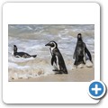 Simon's Town - Boulders Beach - Pinguin Kolonie