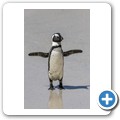 Simon's Town - Boulders Beach - Pinguin Kolonie