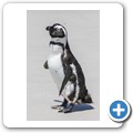 Simon's Town - Boulders Beach - Pinguin Kolonie