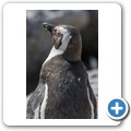 Simon's Town - Boulders Beach - Pinguin Kolonie