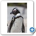 Simon's Town - Boulders Beach - Pinguin Kolonie