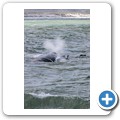 Hermanus - Whale Watching - Southern Right Whale