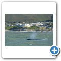 Hermanus - Whale Watching - Southern Right Whale
