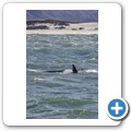 Hermanus - Whale Watching - Southern Right Whale