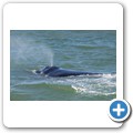 Hermanus - Whale Watching - Southern Right Whale