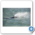 Hermanus - Whale Watching - Southern Right Whale