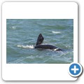 Hermanus - Whale Watching - Southern Right Whale