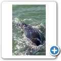 Hermanus - Whale Watching - Southern Right Whale