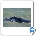 Hermanus - Whale Watching - Southern Right Whale