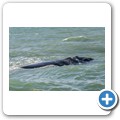Hermanus - Whale Watching - Southern Right Whale