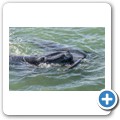 Hermanus - Whale Watching - Southern Right Whale