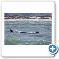 Hermanus - Whale Watching - Southern Right Whale